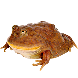 Budgett's Frog